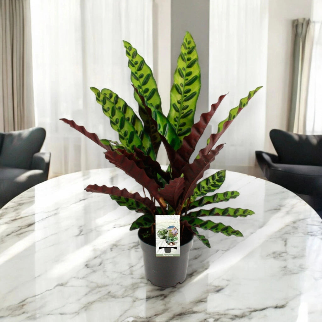 Gardenaria Calathea lancifolia - Pianta da interno ornamentale Altezza: 65 cm (vaso 17)