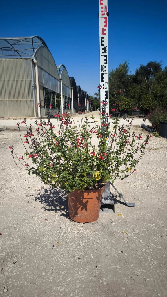 SALVIA ROEMERIANA ROSSO VASO 24