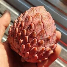 PIANTA DI ANNONA ATEMOYA RED ISRAEL, ANNONA ROSSA FOTO REALI H 140CM