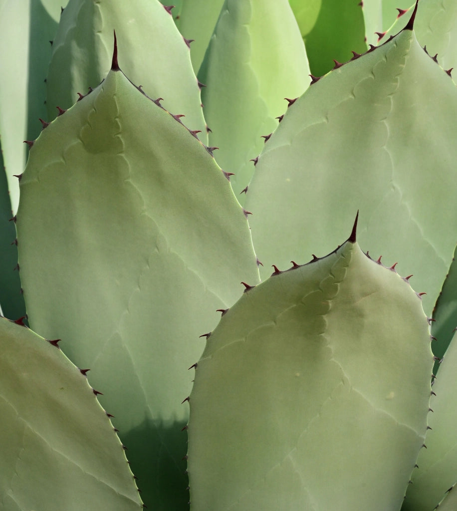 AGAVE AMERICANA MEDIOPICTA ALBA VASO 17