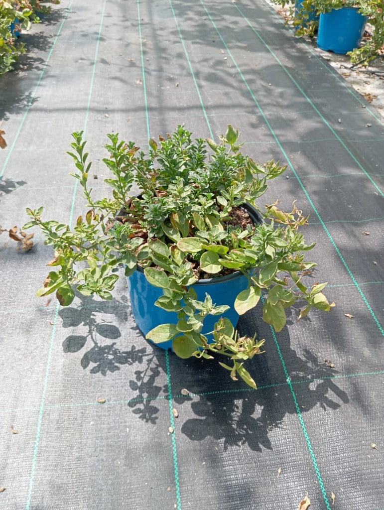 CONVOLVULUS MAURITANICUS (VILUCCHIO AZZURRO) BLU VASO 18