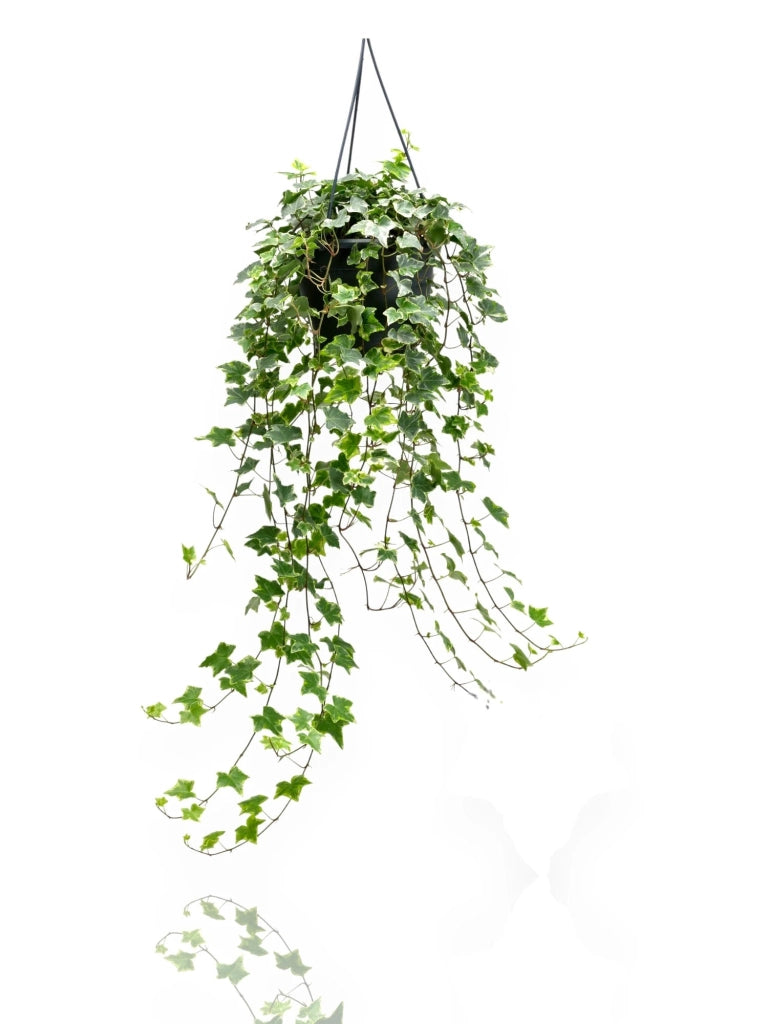 Gardenaria Edera - Hedera helix 'Mint Kolibri' - Pianta da interno ornamentale Altezza: 50 cm (vaso 19)