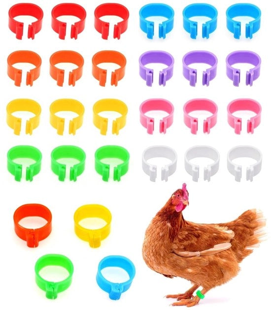 Accessori per polli - identificazione - fascette per ossa - etichette per ossa di pollo - 24 pezzi - diametro interno 16 mm - multicolore