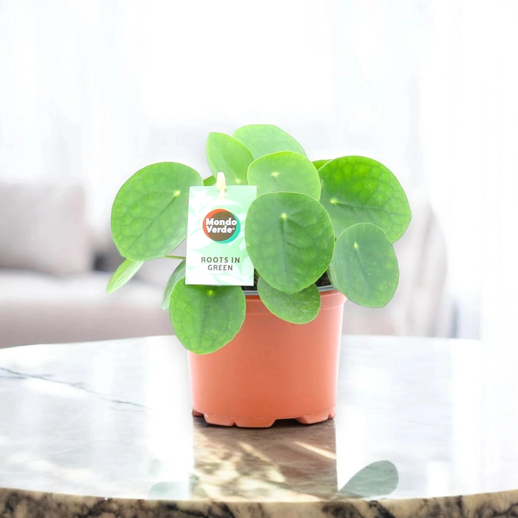 Gardenaria Pilea peperomioides - Pianta da interno ornamentale Altezza: 40 cm (vaso 19)