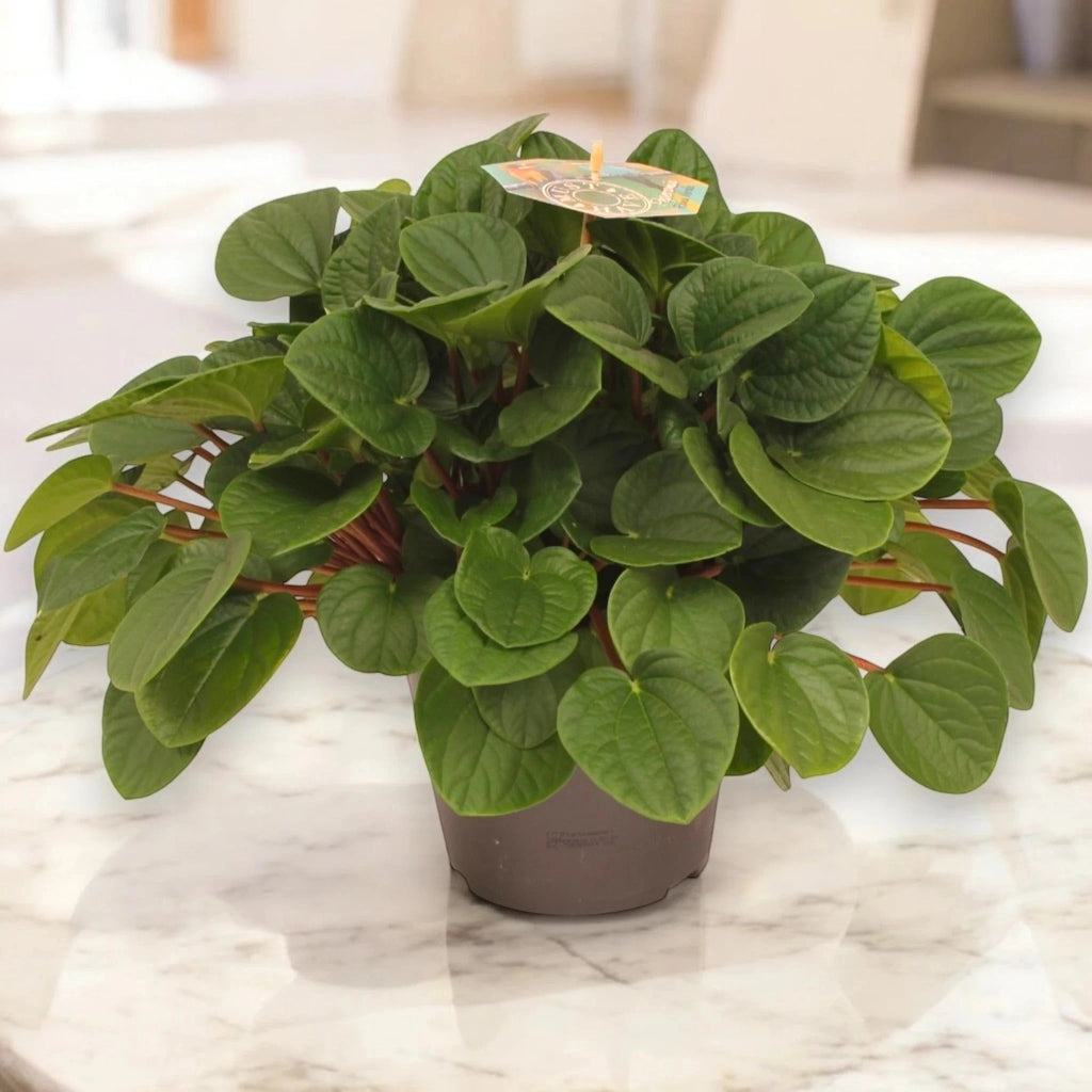 Gardenaria Peperomia albovittata 'Rana verde' - Pianta da interno ornamentale Altezza: 15 cm (vaso 11)