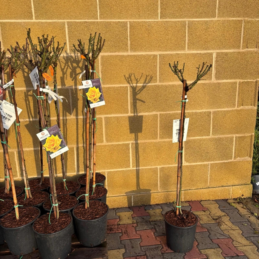 Pianta di Rosa PRINCE JARDINIER ® Meilland Alberello h 120cm vaso 24cm AMDGarden