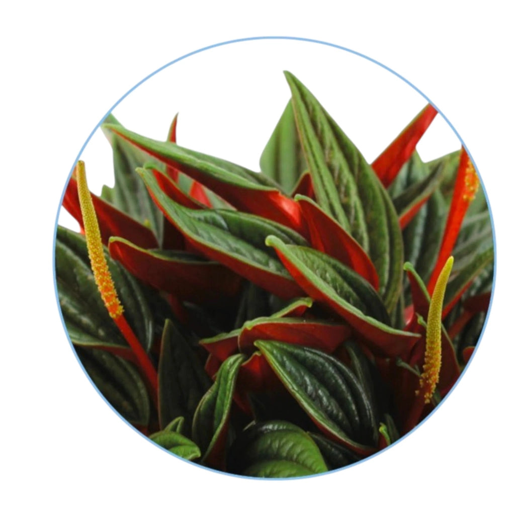 Gardenaria Peperomia caperata Rosso - Pianta da interno ornamentale Altezza: 20 cm (vaso 12)