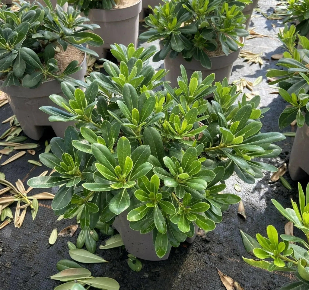 Gardenaria Pittosporo - Pittosporum tobira nano 'Nanum' - Arbusto ornamentale da giardino Altezza: 30/40 cm (vaso19)
