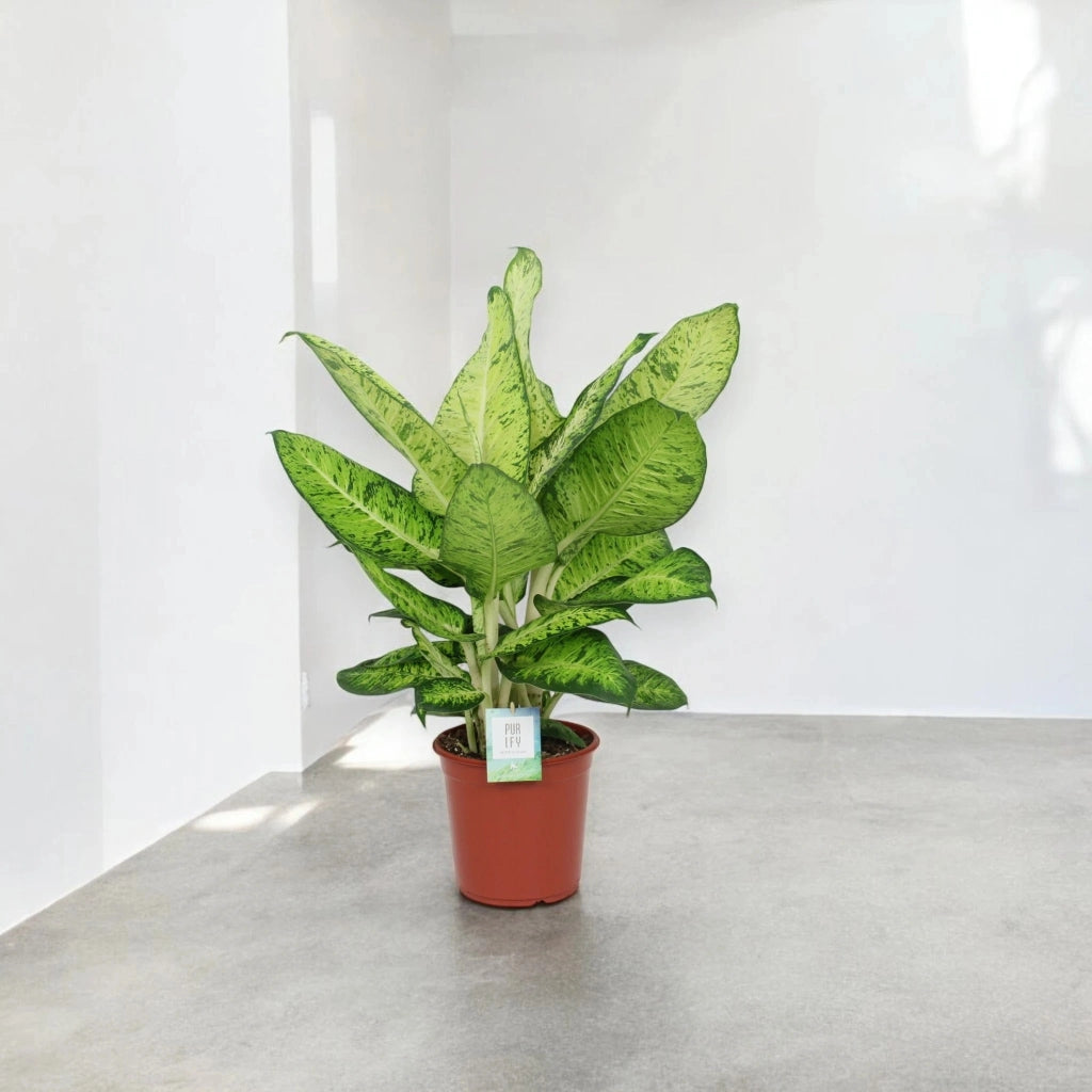 Gardenaria Dieffenbachia 'White Amazon' - Pianta da interno ornamentale Altezza: 80 cm (vaso 24)