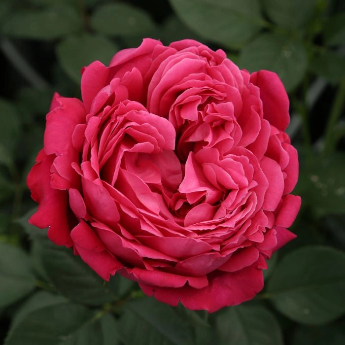 Rosa Alexandre Astier ® Meilland a cespuglio in vaso 19 cm