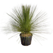 Pianta di Albero d'Erba Messicano DASYLIRION LONGISSIMUM in vaso 18 cm AMDGarden