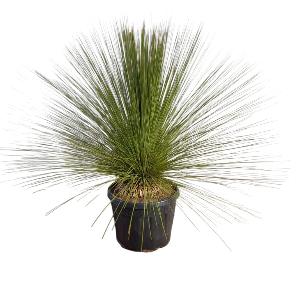 Pianta di Albero d'Erba Messicano DASYLIRION LONGISSIMUM in vaso 18 cm AMDGarden