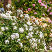 Gardenaria Rosa 'Susan Williams Ellis' - Rosa da giardino Altezza: 40/50 cm (vaso20)