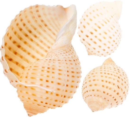 Decorazioni per acquario in conchiglie naturali - 3 pezzi - 8-10 cm - Decorazioni per acquario - Accessori creativi - Accentuazioni decorative
