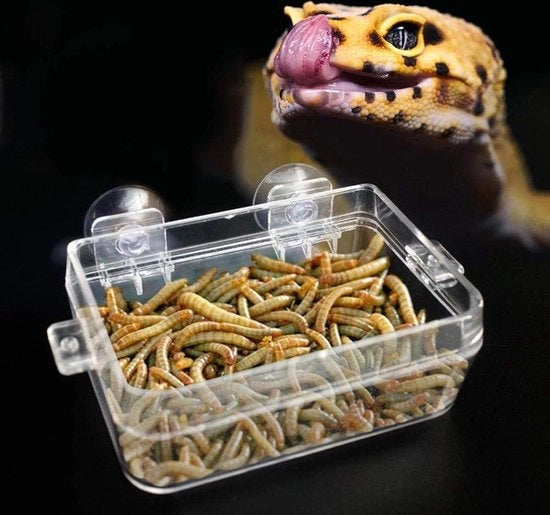 Alimentatore per Reptili e Anfibi - Anti-Esapes Acqua Con Avvitapunte - Adatto per Tartaruga, Gecko, Serpenti, Lucertola, Rane.