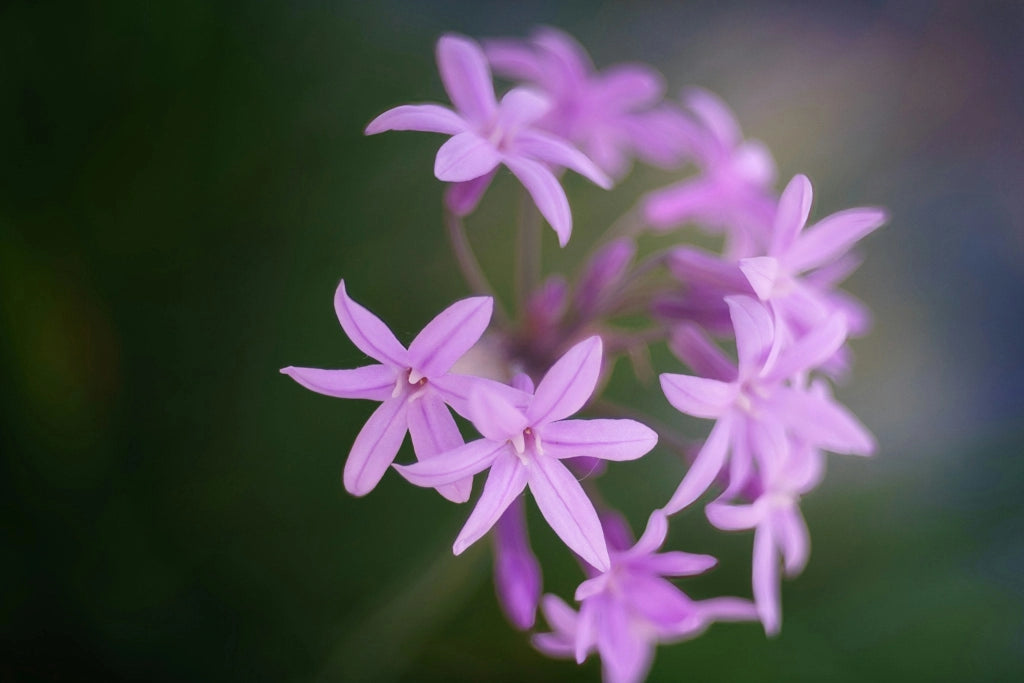 TULBAGHIA VIOLACEA (AGLIO SOCIETARIO) VASO 18