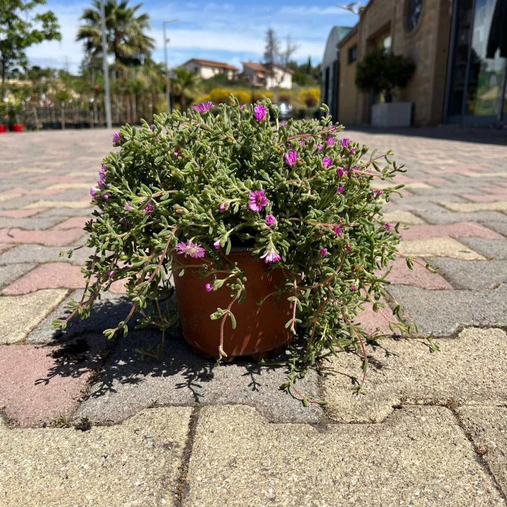 Pianta di Barba di Giove ricadente grassa fiori rosa strisciante in vaso 14 cm AMDGarden