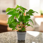 Gardenaria Philodendron squamiferum - Pianta da interno ornamentale Altezza: 40 cm (vaso 14)