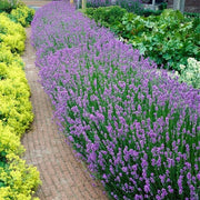 Coltivazione di Lavanda invernale - Set di 6 piante - Altezza 15-20 cm - Diametro della pianta 7 cm - Adatto per esterni - Ideale per giardino.
