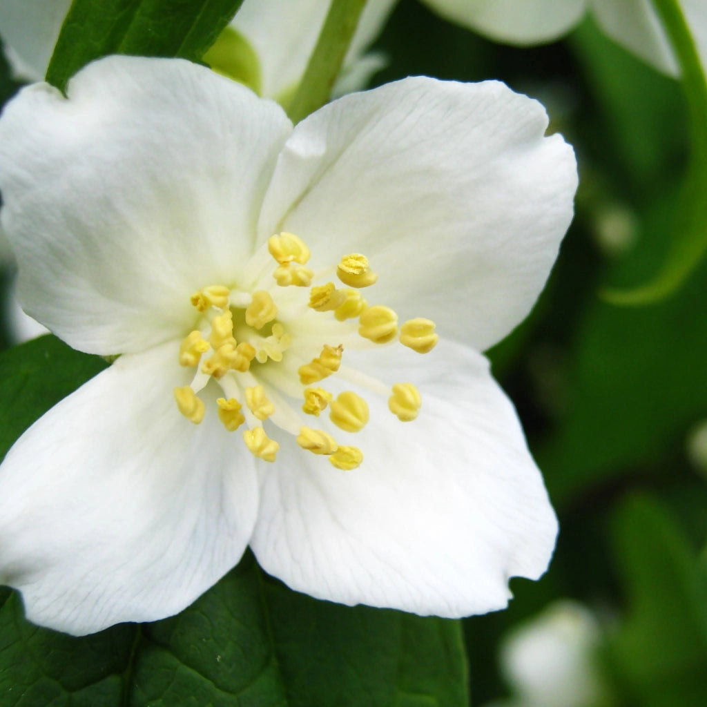 Gardenaria Filadelfo - Philadelphus 'Petite Perfume White' - Arbusto ornamentale da giardino Altezza: 40/60 cm (vaso19)