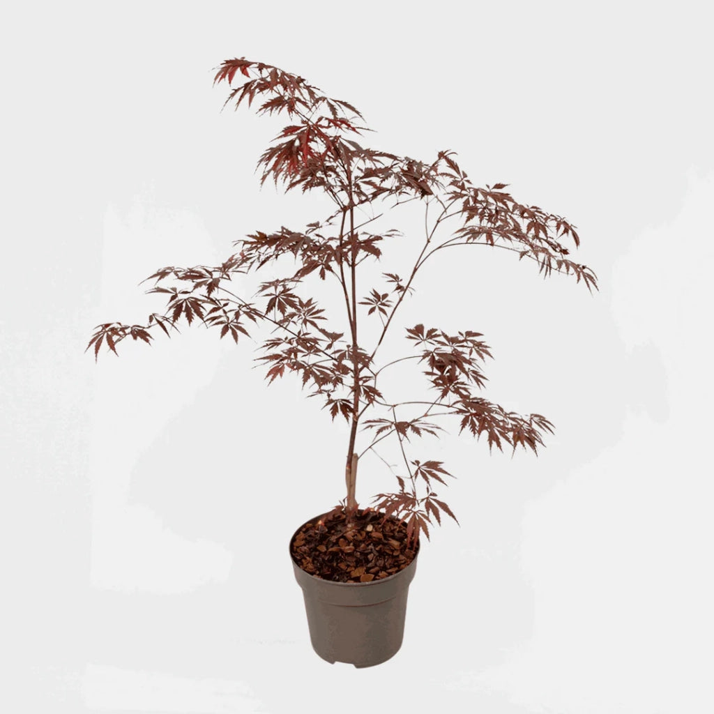 Acer palmatum ‘Black Lace’ rosso – Acero giapponese vaso 19 cm