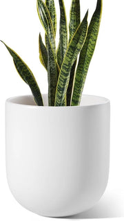 Pianta in Cilindro 25 cm - Ciotola Ceramica con Filtro e Schermo Vetro per Interno e Esterno