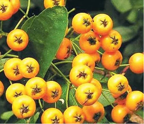 Gardenaria Pyracantha 'Soleil d'or' - Arbusto ornamentale da giardino Altezza: 50/70 cm (vaso19)