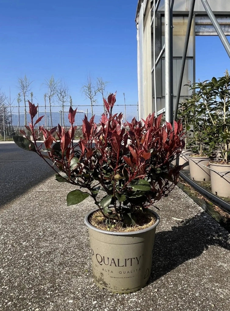 Gardenaria Photinia fraseri 'Red Robin' - Arbusto ornamentale da giardino Altezza: 125/175 cm (vaso24)