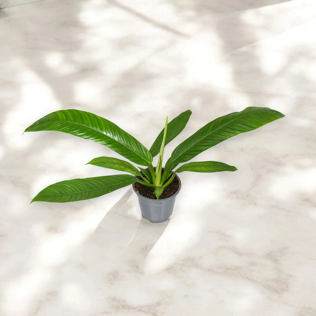 Gardenaria Philodendron 'Campii' - Pianta da interno ornamentale Altezza: 40 cm (vaso 14)