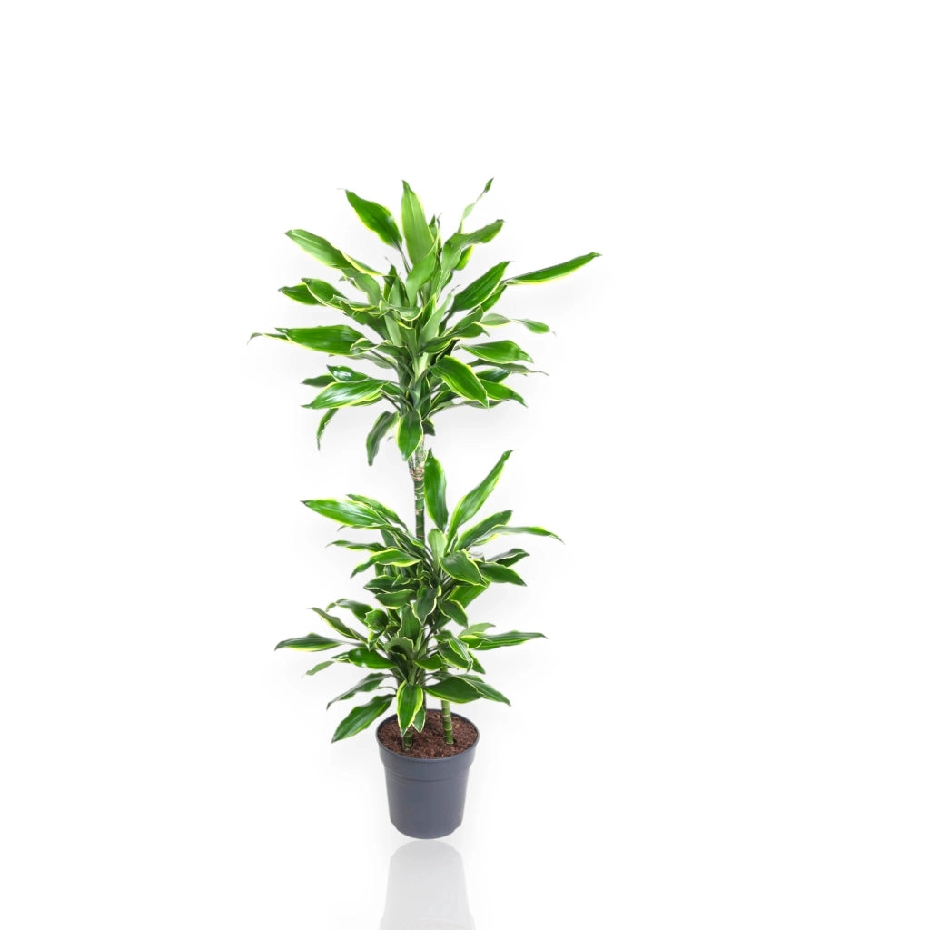 Gardenaria Dracaena fragrans 'Golden coast' - Pianta da interno ornamentale Altezza: 110 cm (vaso 22)