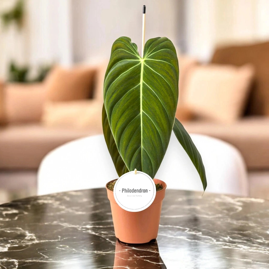 Gardenaria Philodendron melanochrysum - Pianta da interno ornamentale Altezza: 50 cm (vaso 12)