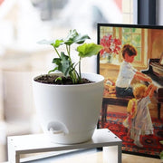 Pannelli da Piante da Interno, 6 Pack, Pannelli da Piante in Plastica con Fessure di Drenaggio, per Piante e Fiori, per Interno e Esterno, per Vasi di Vetro, Bianchi