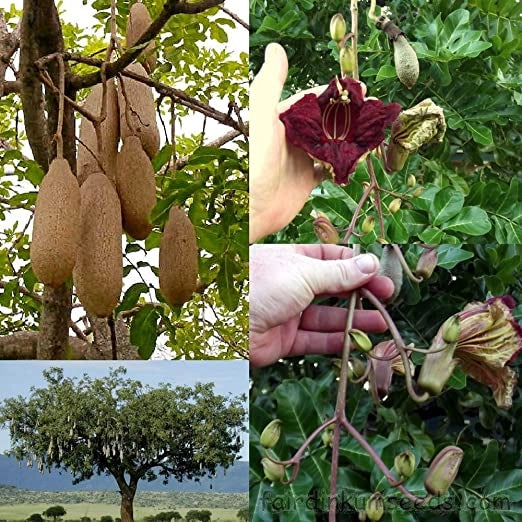 Pianta di Kigelia africana (Albero delle salsicce) foto reali