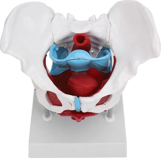 Model anatomico femminile pelvico rimovibile colorato - Educazione ostetrica