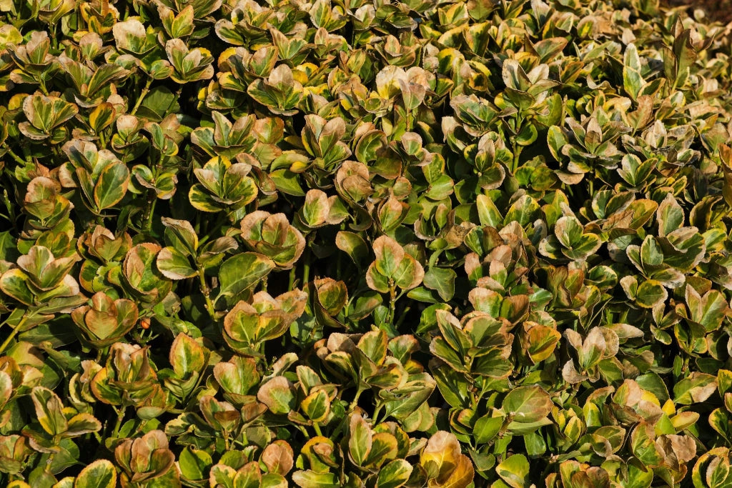 COPROSMA LEMON AND LIME VASO 24