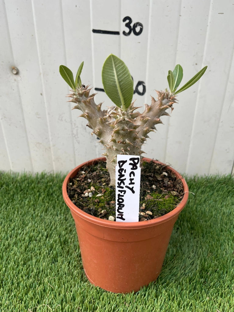 Pianta Grassa Pachypodium Densiflorum, foto reali