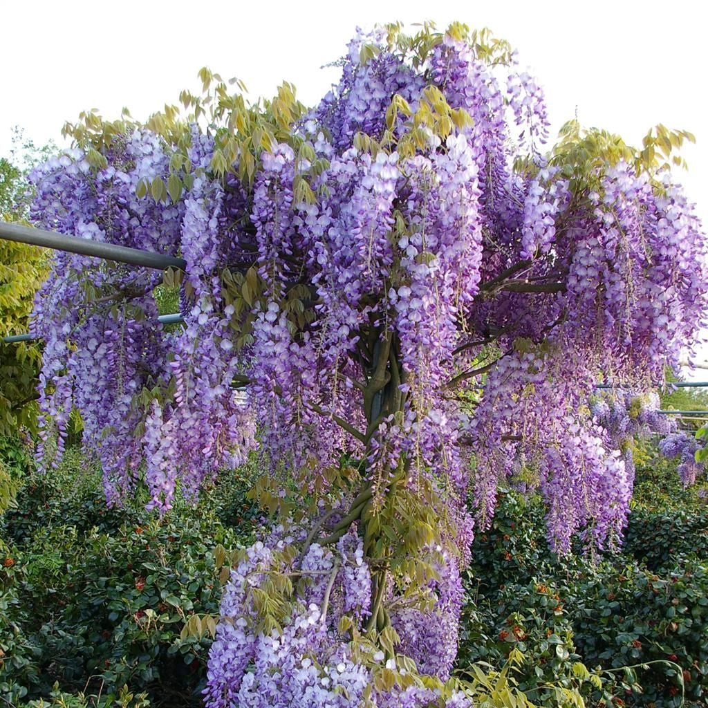 WISTERIA BRACHYBOTRYS SHOWA BENI(Glicine) SPALL.40 (L.75 - H.160)