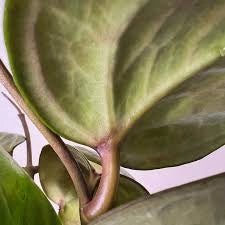 Hoya Overing Sarawak Cream Pianta Tropicale da Collezione Vaso 10,5