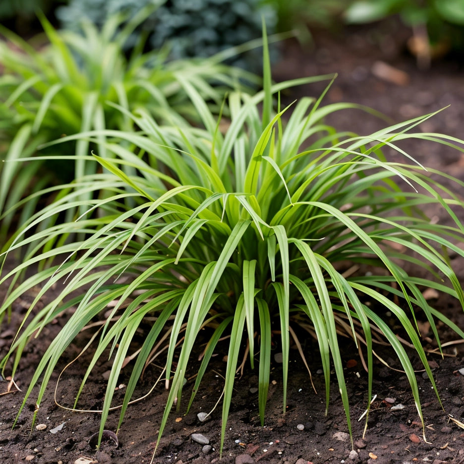Gardenaria Hakonechloa macra - Graminacea ornamentale da esterno Altezza: 40 cm (vaso 17)