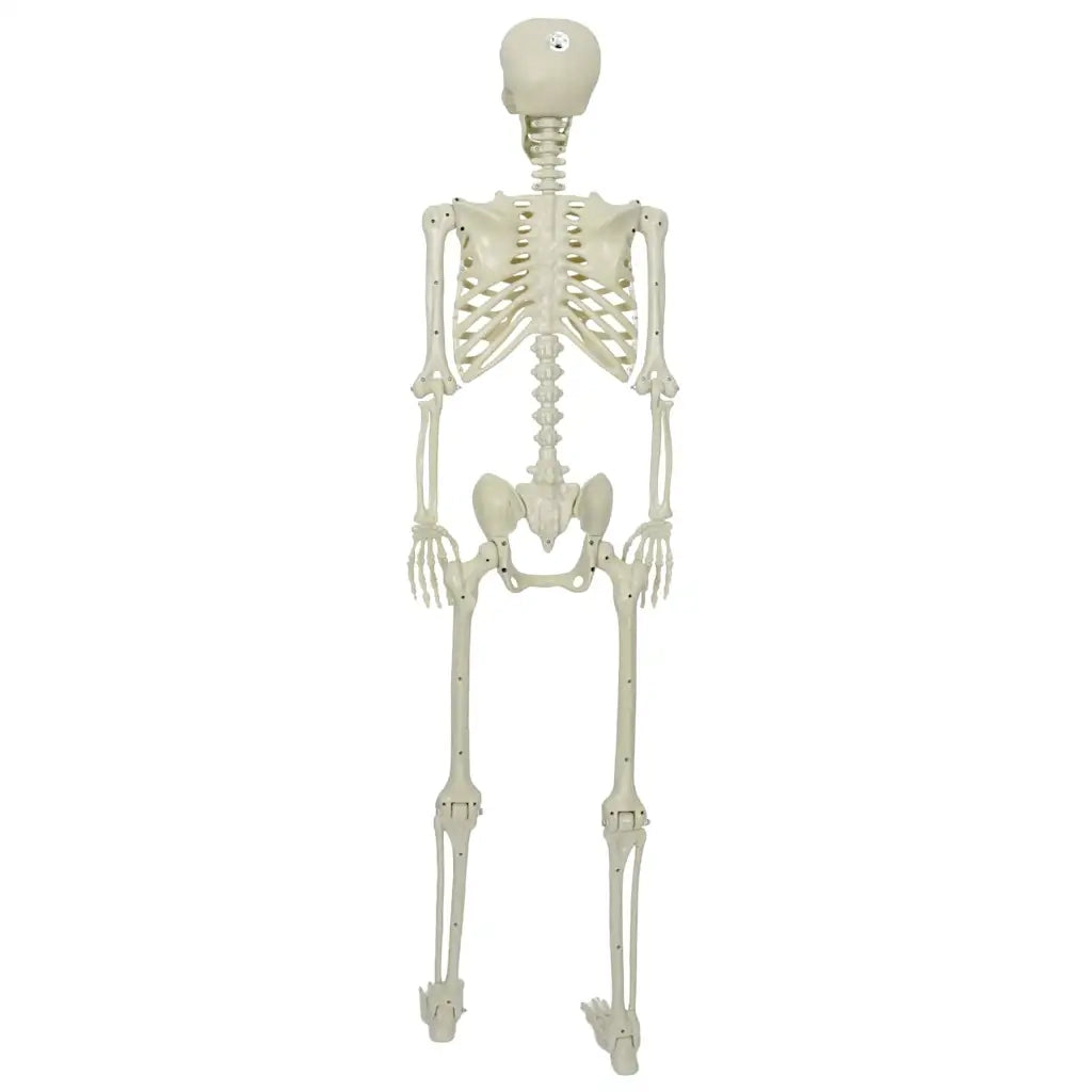 Scheletro di Halloween Bianco 155 x 38.5 cm Plastica