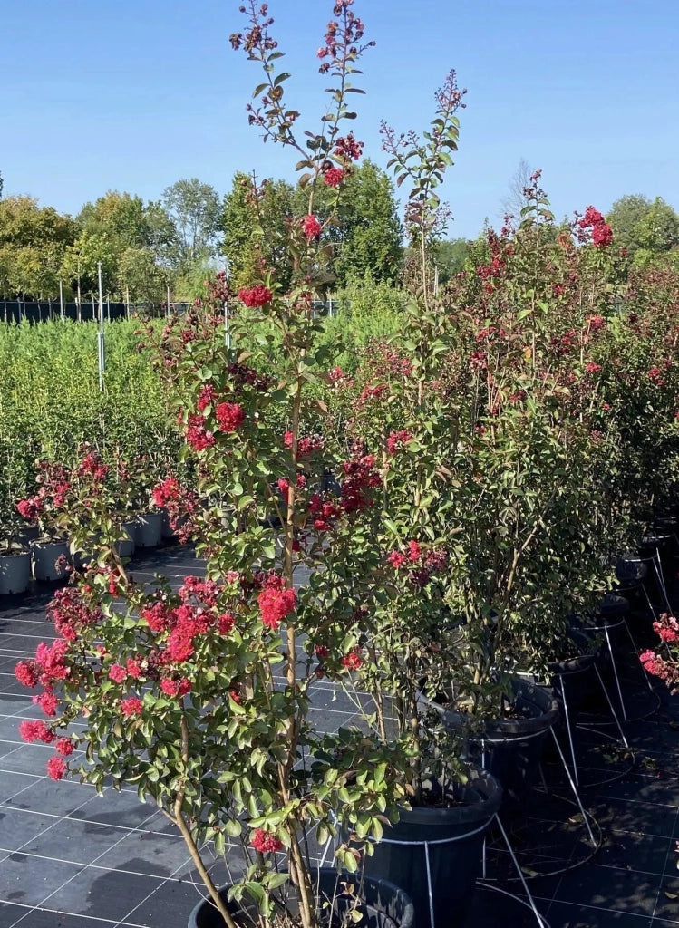 Gardenaria Lagerstroemia 'Dynamite' - Arbusto ornamentale da giardino Altezza: 40/60 cm (vaso19)