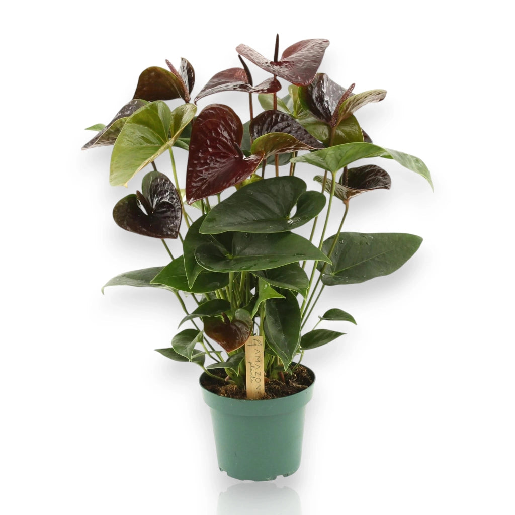 Gardenaria Anthurium andreanum 'Essencia' - Pianta da interno ornamentale Altezza: 50 cm (vaso 14)