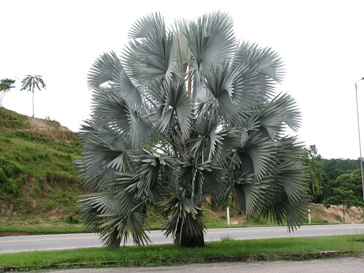 Bismarckia nobilis Silver H 180cm Palma tropicale foglia argento foto reale
