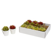 Trade Shop - Set 12pz Mini Pianta Grassa Artificiale Con Vaso In Pp Rotondo ø6x8cm Decorative 207212 -