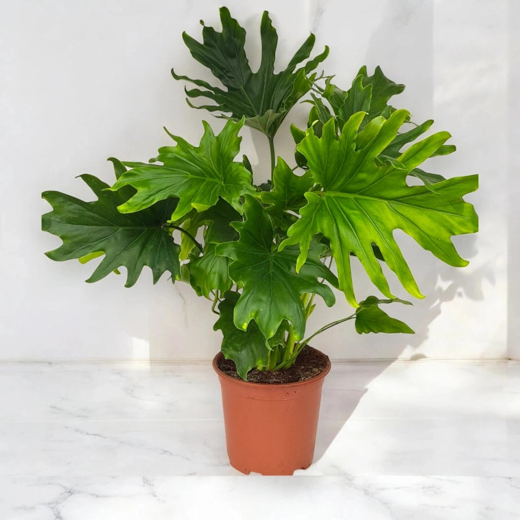 Gardenaria Philodendron 'Lickety Split' - Pianta da interno ornamentale Altezza: 45 cm (vaso 19)