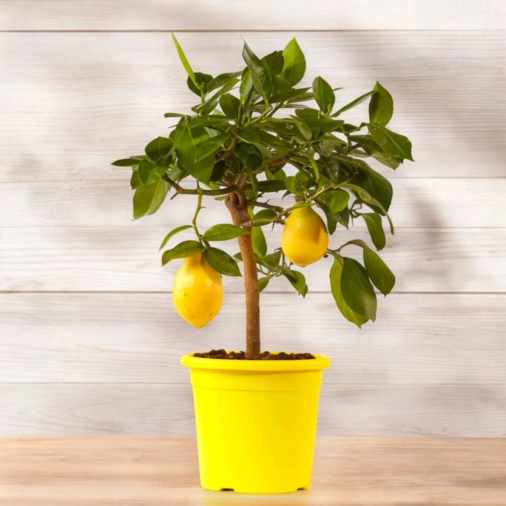 Gardenaria Limone 4 Stagioni - Citrus limon 'Lunario' - Pianta di agrume da frutto in vaso Altezza: 125/140 cm (vaso26)