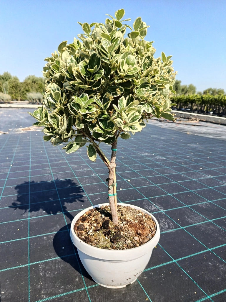 EUONYMUS JAPONICUS ALB. CIOTOLA 25 MINI FUSTO ALBOMARGINATUS