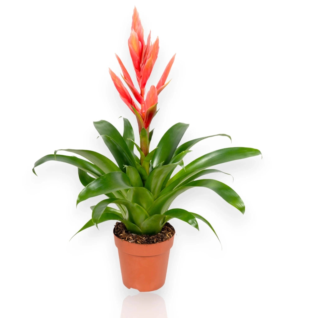 Gardenaria Tillandsia 'Ziva' - Pianta da interno ornamentale Altezza: 45 cm (vaso 12)