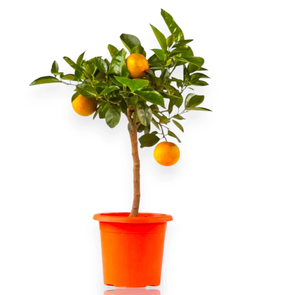 Gardenaria Arancio Dolce - Citrus sinensis - Pianta di agrume da frutto in vaso Altezza: 65/70 cm (vaso19)