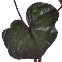 Set 3 Foglia di Ligularia Artificiale Altezza73 cm Verde